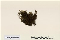 藏品(長喙苔屬)的圖片